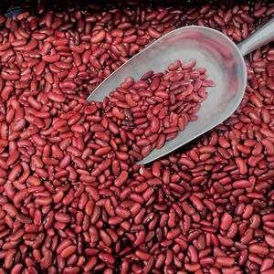 Red Kidney Beans by  Gsa Rational Trading (pty ) Ltd 