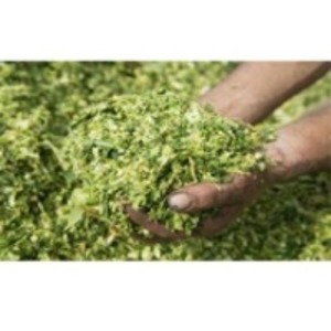 Corn Silage Animal Feed by  Krishna Multicomm Private Limited 