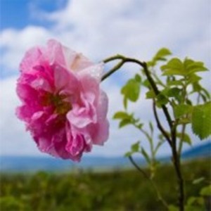 Rose Essential Water by Alba Grups Ltd.