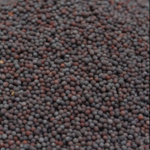 Rape Seed by  Fastlane Production (Pty) Ltd 