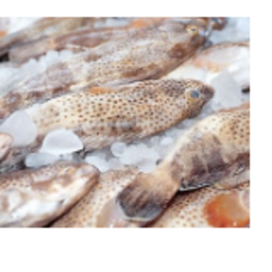 Frozen Fish - Humour Fish by  Tuck & Myriads Private Limited 