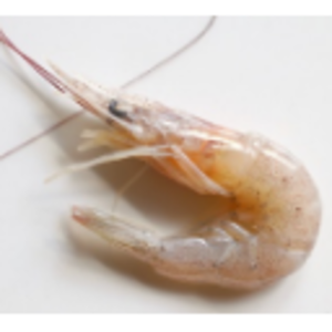 Frozen Seafood - School Prawn by  Tuck & Myriads Private Limited 