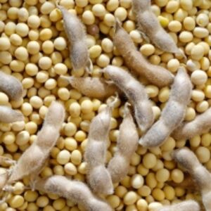 Soybeans by  Ostus Ltd. 