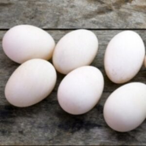  Fresh Farm Duck Eggs For Sale 