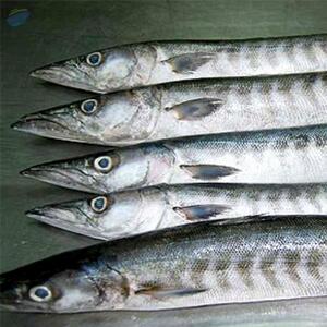  Frozen Barracuda Fish 