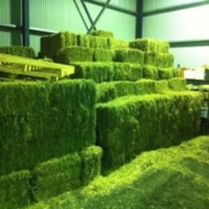 Alfalfa/lucerne Hay by  Agri Solutions Investments Pty Ltd. 