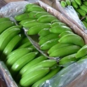 Fresh Green Cavendish Banana by  Agri Solutions Investments Pty Ltd. 