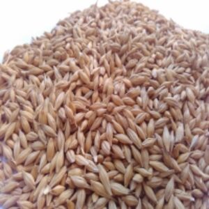Barley by  Agri Solutions Investments Pty Ltd. 