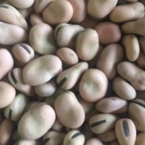Broad Beans by  Agri Solutions Investments Pty Ltd. 