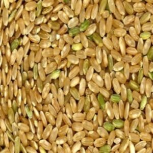 Short Grain Brown Rice by  Agri Solutions Investments Pty Ltd. 