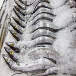 Frozen Ribbon Fish by  Agri Solutions Investments Pty Ltd. 