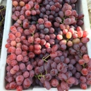  Crimson Seedless Grape 