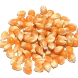  Popcorn Seeds For Sale 