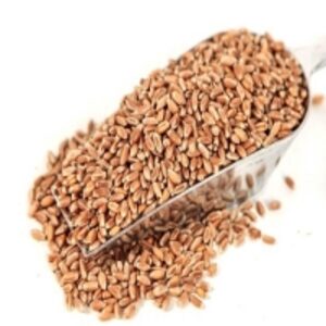 Wheat Kernels by  Agri Solutions Investments Pty Ltd. 