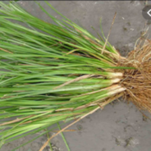  Vetiver Grass 