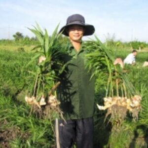 Ginger From Viet Nam by  Green Future Vn Co., Ltd 