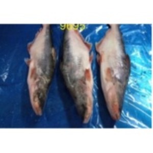  Pangasius Fillet 