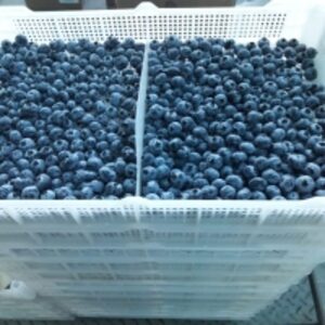 Fresh Blueberries by  Namaskar Sac 