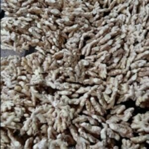 Ginger by  Namaskar Sac 