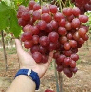  Red Globe Grapes 
