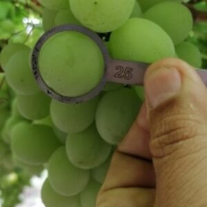 Superior Sugraone Grapes by  Namaskar Sac 