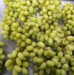  Thompson Seedless Grapes 