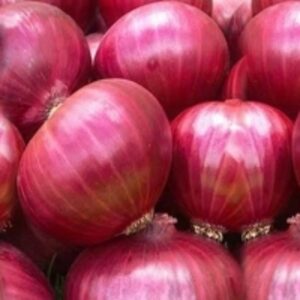 Indian Onion by  Zepodeal Internet India Private Limited 