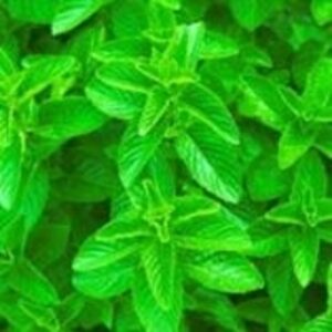 Spearmint Oil by  Kelvin Natural Mint Pvt. Ltd. 