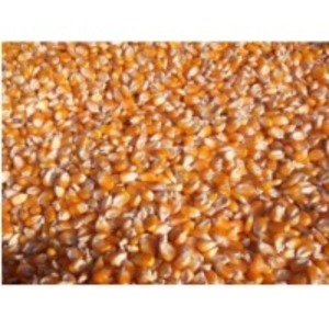 Maize Seed by  Nilshantideep Enterprises 