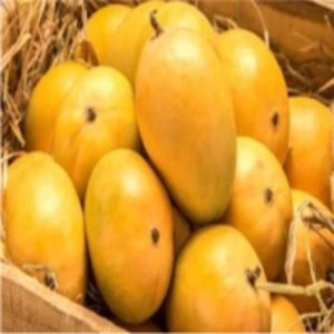 Fresh Mango by  Nilshantideep Enterprises 