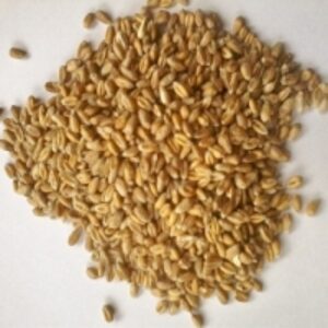 Milling Wheat by  Gloline Food Supplement Trading 