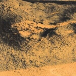 Fish Meal by  Innaprime 