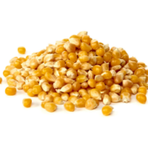 Corn Or Maize by  Chetty Exports 