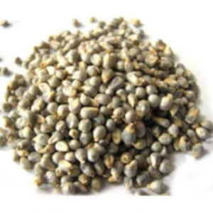 Pearl Millet by  Chetty Exports 