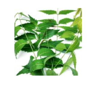 Neem by  Chetty Exports 