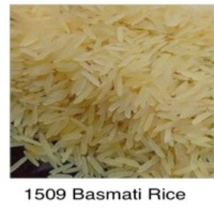 1509 Basmati Rice by  NDH Impex 