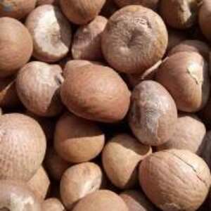 Betel Nuts - Image 2