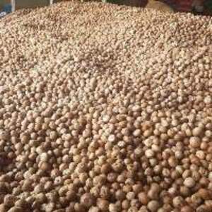 Betel Nuts - Image 3