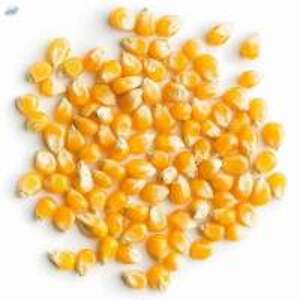 Pop Corn Kernels - Image 3