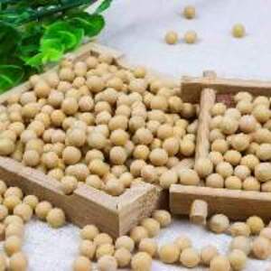  Soybeans  - Image 2