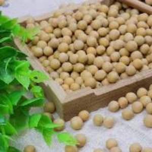  Soybeans  - Image 3