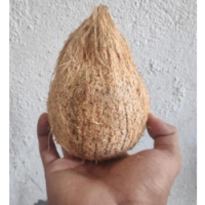 Coconut by  Srrf Global 