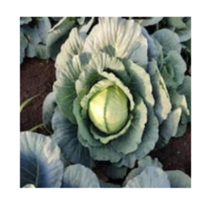  Cabbage 