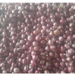 Onion by  Srrf Global 