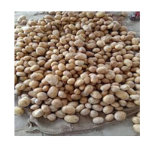 Potato by  Srrf Global 