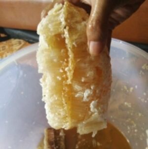 Original Wild Honey Bee by  Cv. Karya Harapan Kita 