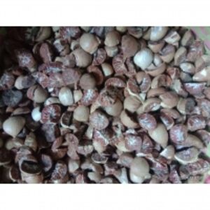 Betel Nut by  Cv. Karya Harapan Kita 