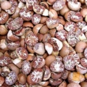 Betel Nut by  Cv. Karya Harapan Kita 