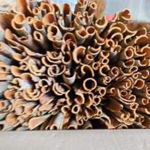 Cassia Split - Image 2