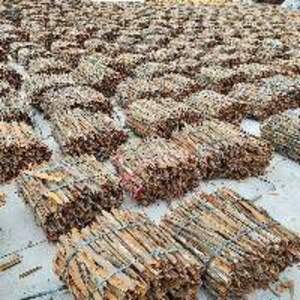 Cassia Split - Image 3